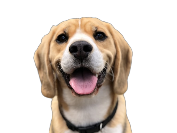 Köpek Aşı Takvimi